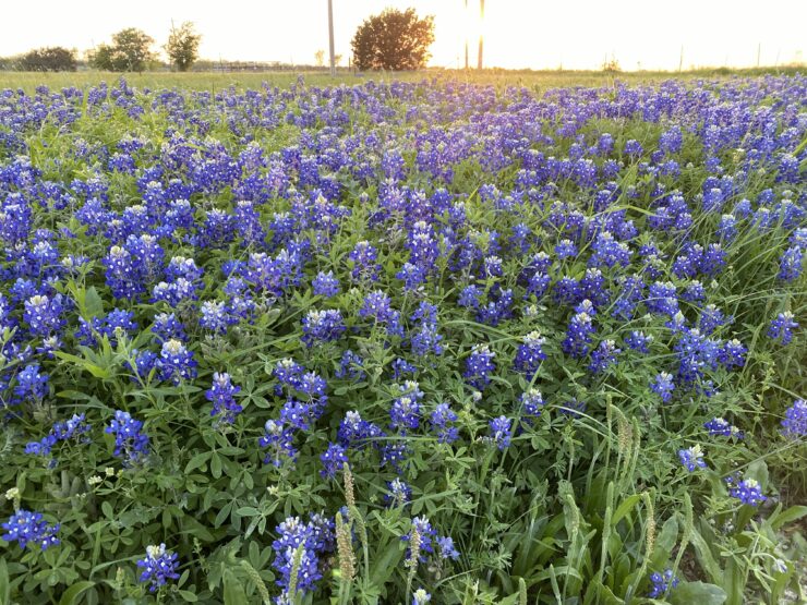 Bluebonnets Pair with Texas Tempranillo