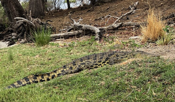 Crocodile Sunning Himself
