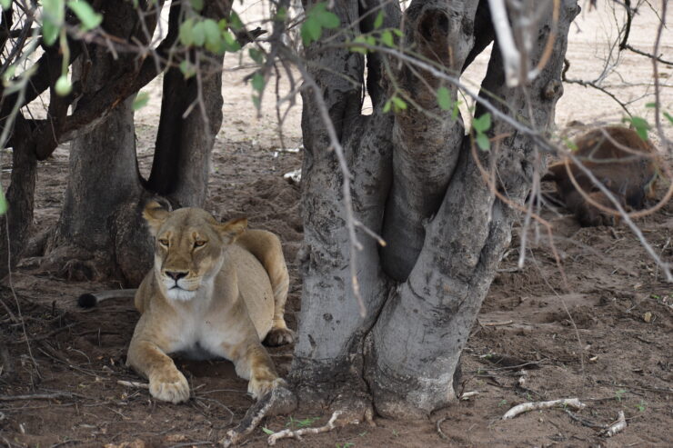 Female Lion with her Water Buffalo Kill in the Background
