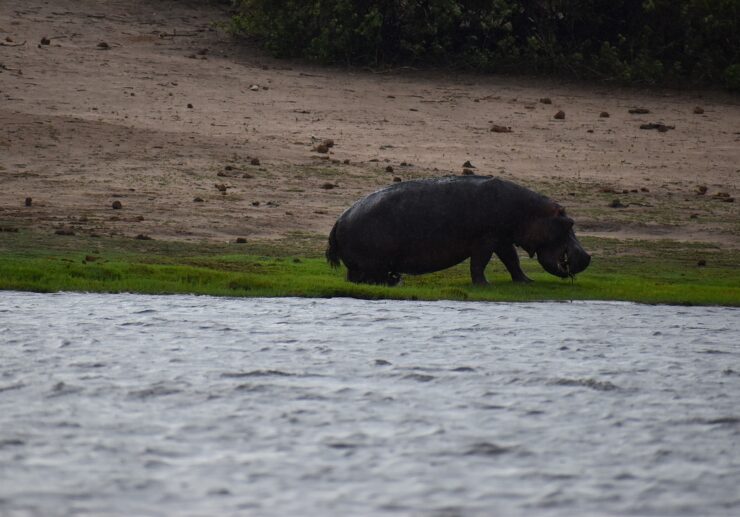 Hippo Eating