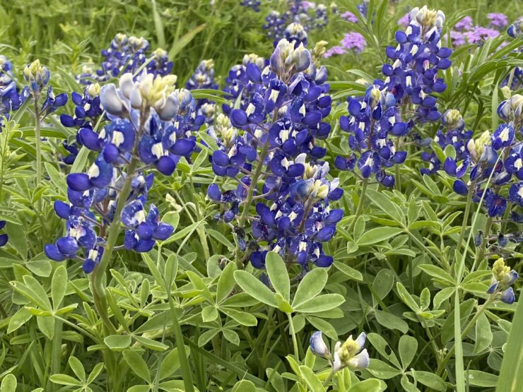 Texas Bluebonnets in Texas Hill Country