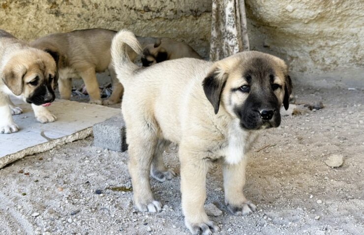 Puppy  © Joelle Machia