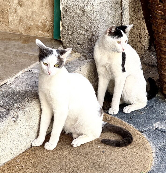 Sweet cats © Joelle Machia