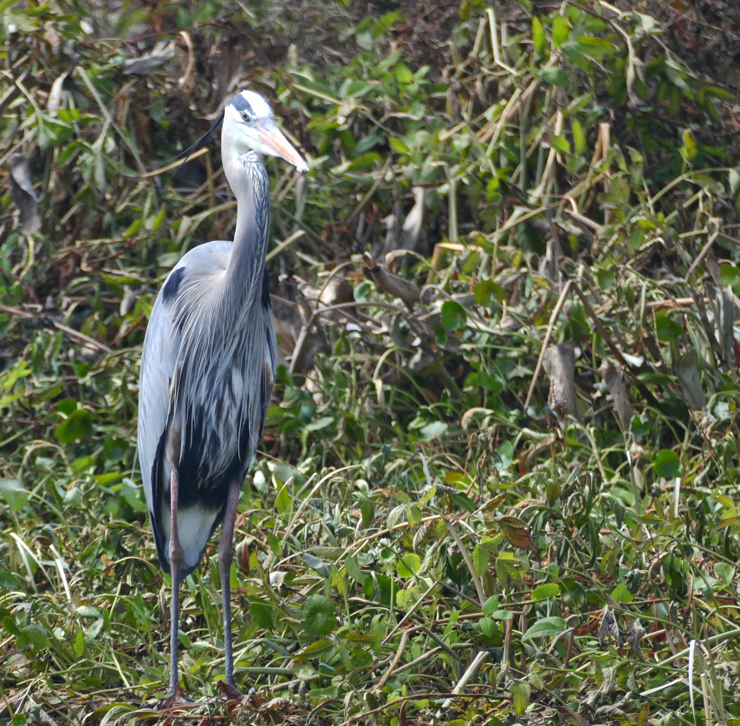 Great Blue Heron at Circle B Bar Reserve