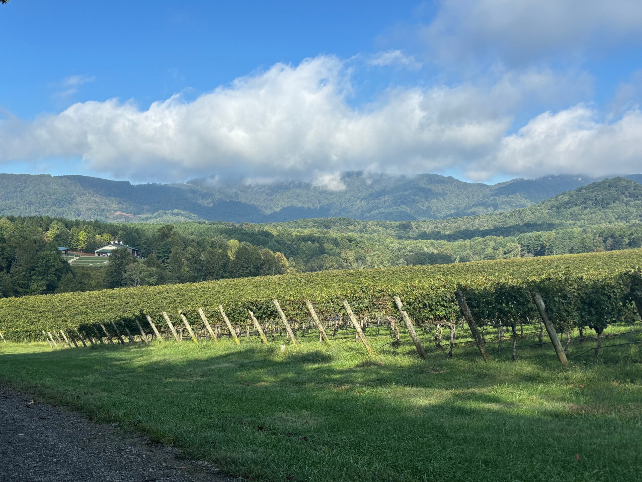 Rows of vines against mountain backdrop