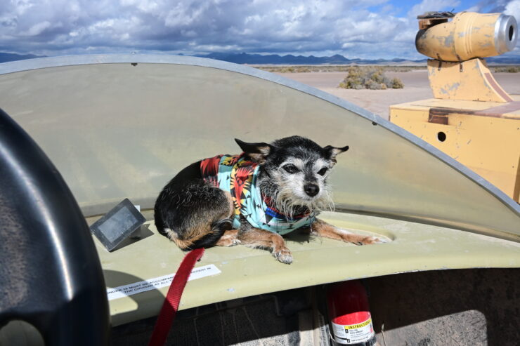 Outpost X is very dog-friendly and what's better than a tiny dog riding shotgun on a sand cruiser? Desert wind in her whiskers and sun on her face? ©Julia Bayly