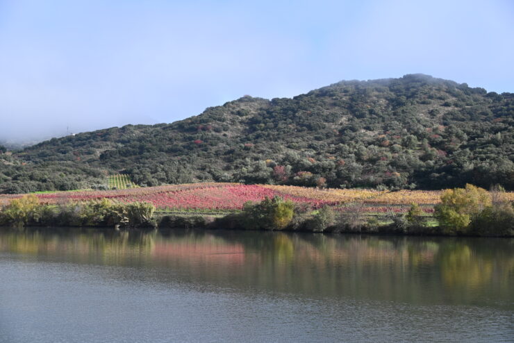 Vineyards in Douro Valley Portugal
