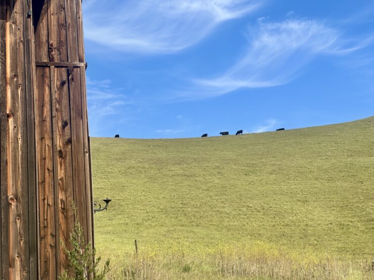 Harmony cows