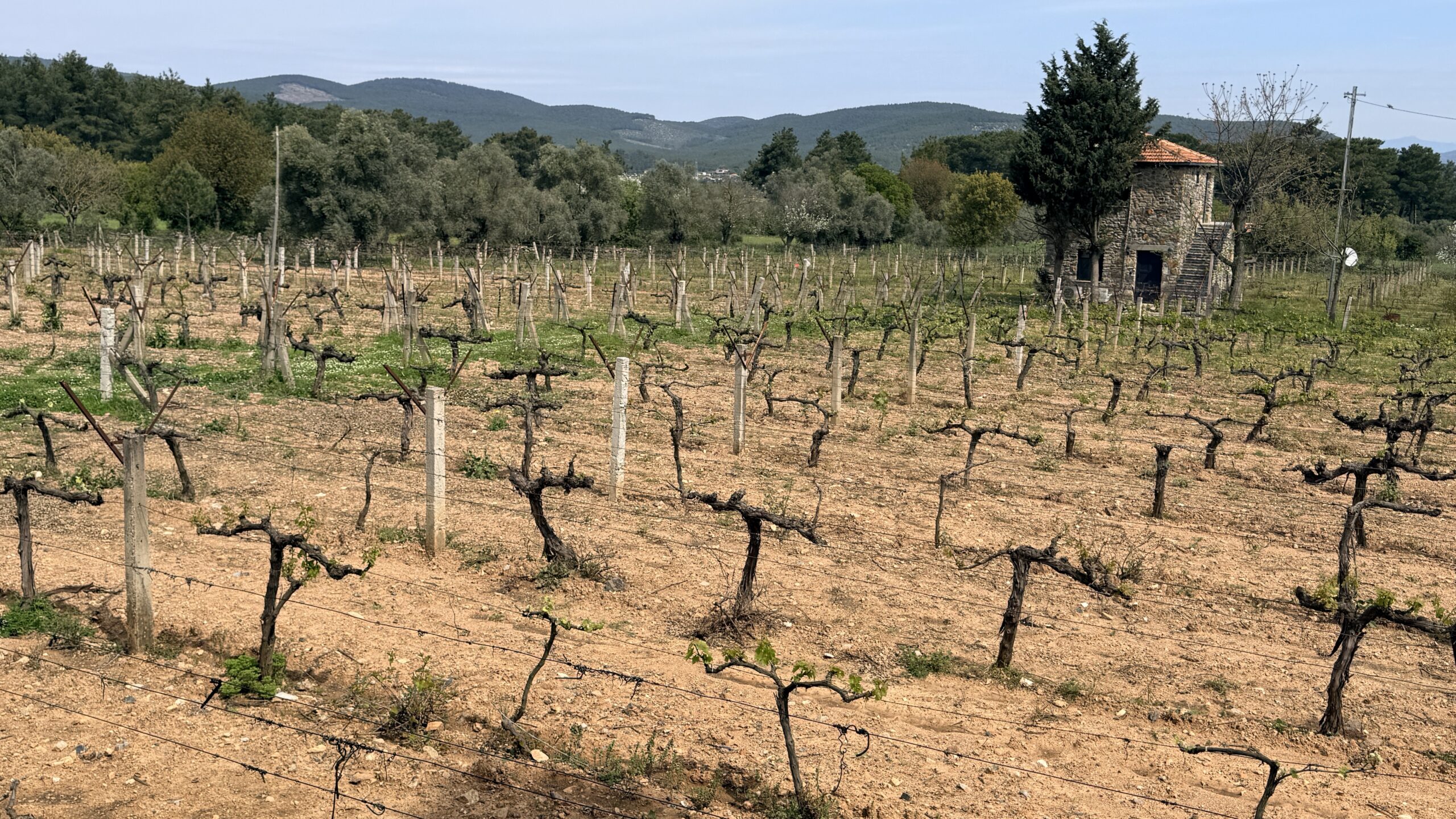 Indigenous Grapevines