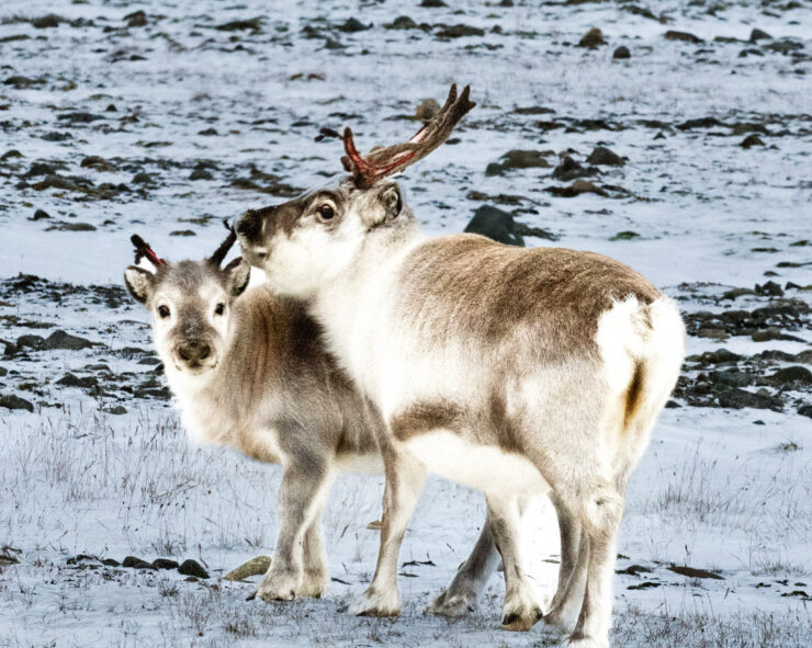 A mother reindeer stands in front of her baby on a rocky snow-covered hillside in Svalbard. Her antlers are shedding velvet and are showing redness.