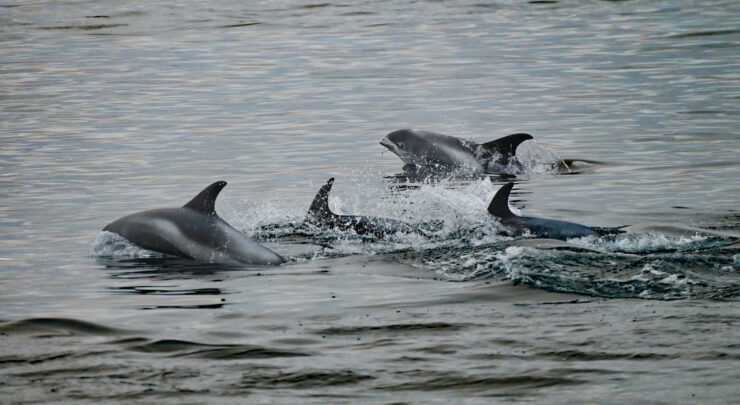 Three white-beaked dolphins jump put of the water with plenty of splashing.