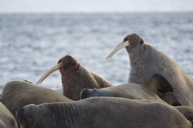 Profile of two large walruses with very long tusks. In the foreground are several walruses lying down and sleeping.