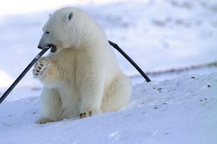 A large polar bear chews on a section of rubber tubing. He is sitting on snow-covered ground.