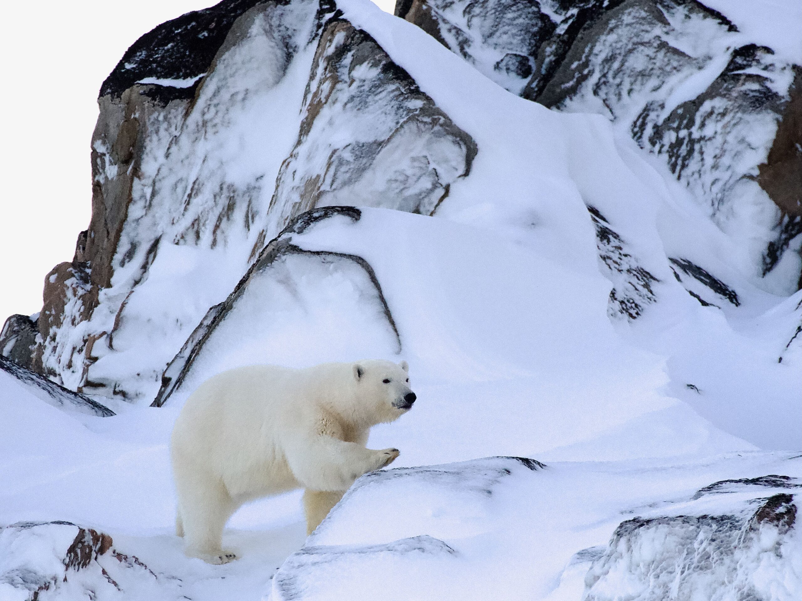 An adult polar bear walks across snow-covered rocks. In the background are rocks partially covered in snow.