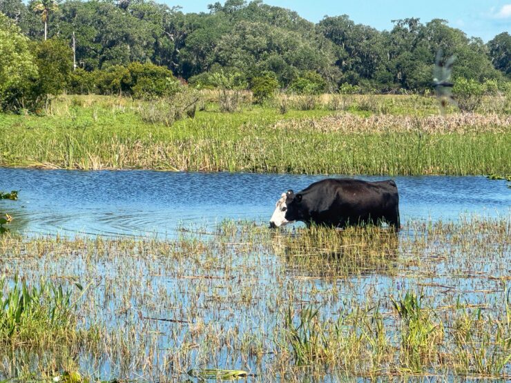 A cow wades in blue lake with grass growing along the top of it