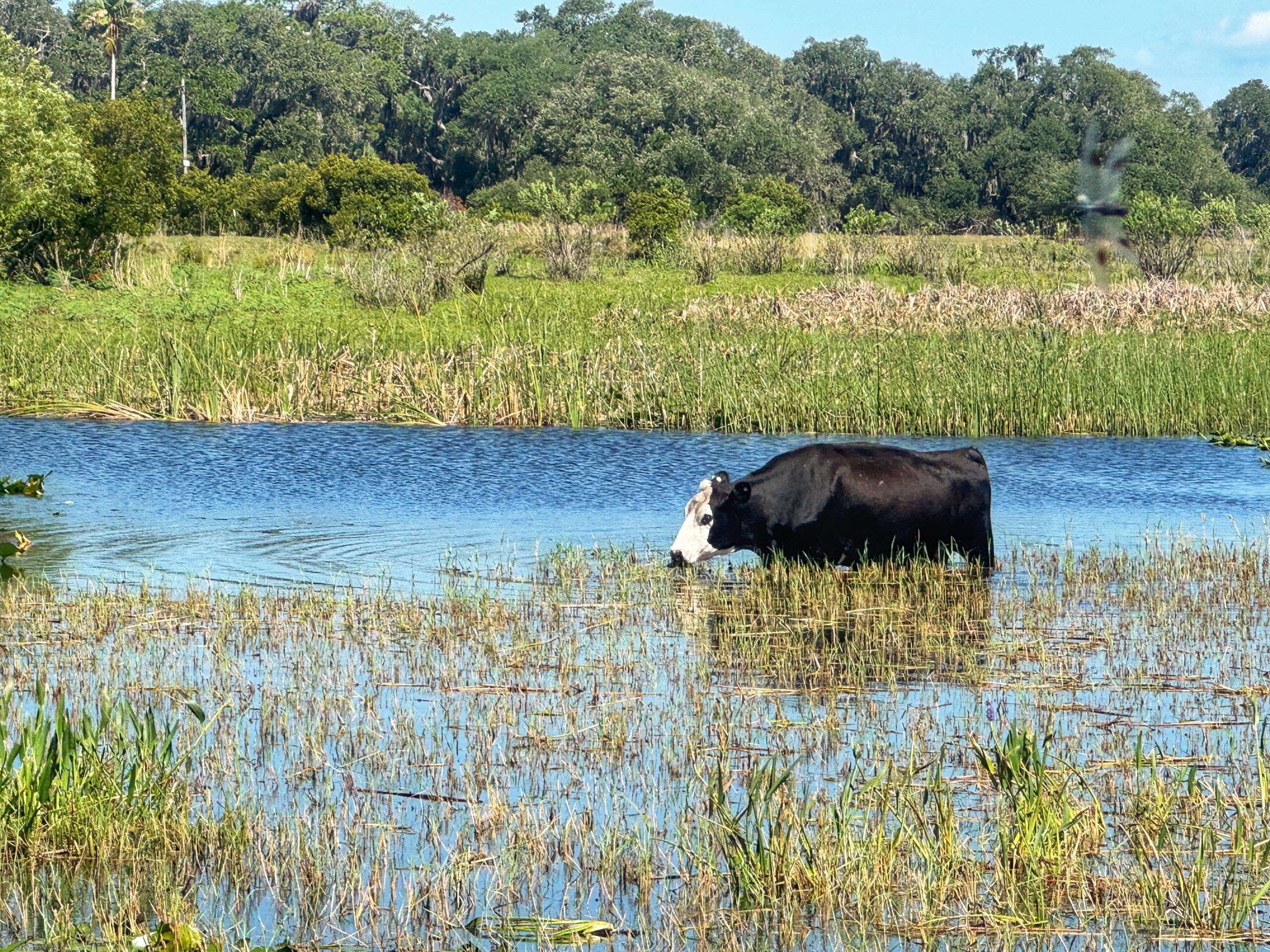 A cow wades in blue lake with grass growing along the top of it