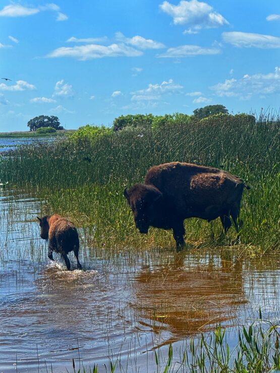 A mother and baby buffalo wade in shallow water with a green island behind them