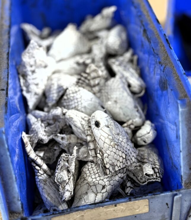 The image shows actual cobra heads, which are used by Silver Star Leather to make belt buckles.