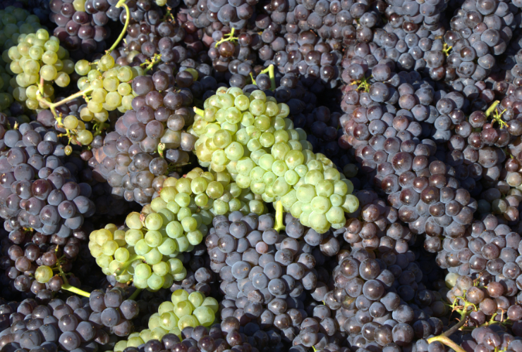 Clusters of grapes in the Georgia Wine Country