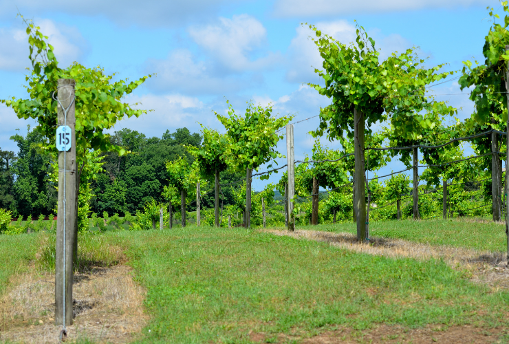 Vines climb the North Georgia foothills, where higher elevation and cooler nights let European grape varieties thrive. ©Paulbr
