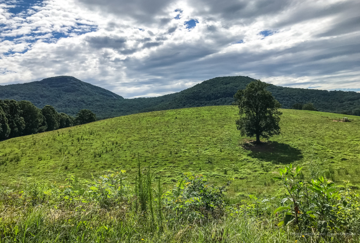 The Georgia mountains are fertile lands that require patience and tenacity…but the rewards are worth the effort. © Dawn Damico