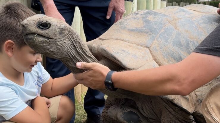 Aldabra tortoise being pet at Reptile Gardens.