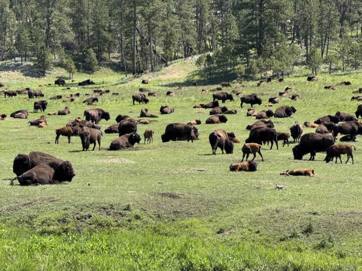 A Rapid City family vacation would not be complete without seeing the herds of buffalo in Custer State Park.