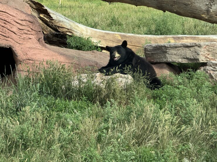 Black bear on a rock above grass in Bear County, U.S.A.