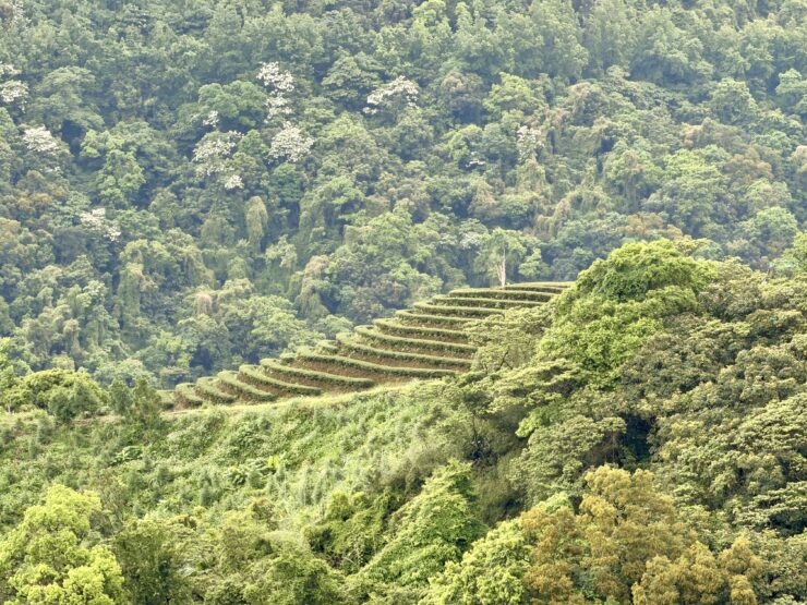 A  tea terrace among forested hills.