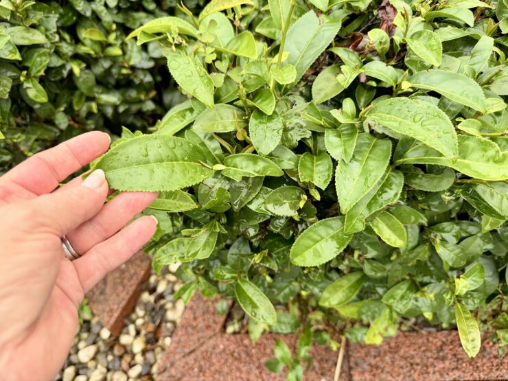 Hand holding a tea leave attached to a tea plant. Leaves have drops of water from the rain.