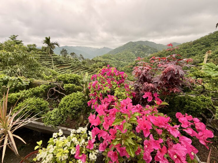 Views of a hilly area with rows of terraced tea plants from an overlook filled with potted flowering plants.