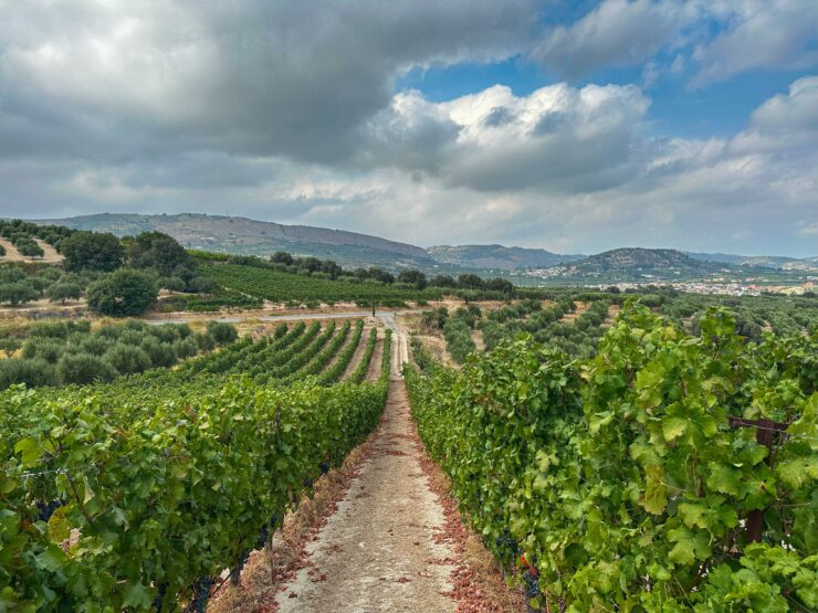View across the vineyards of Douloufakis Winery in the Dafnes wine region of central Crete.