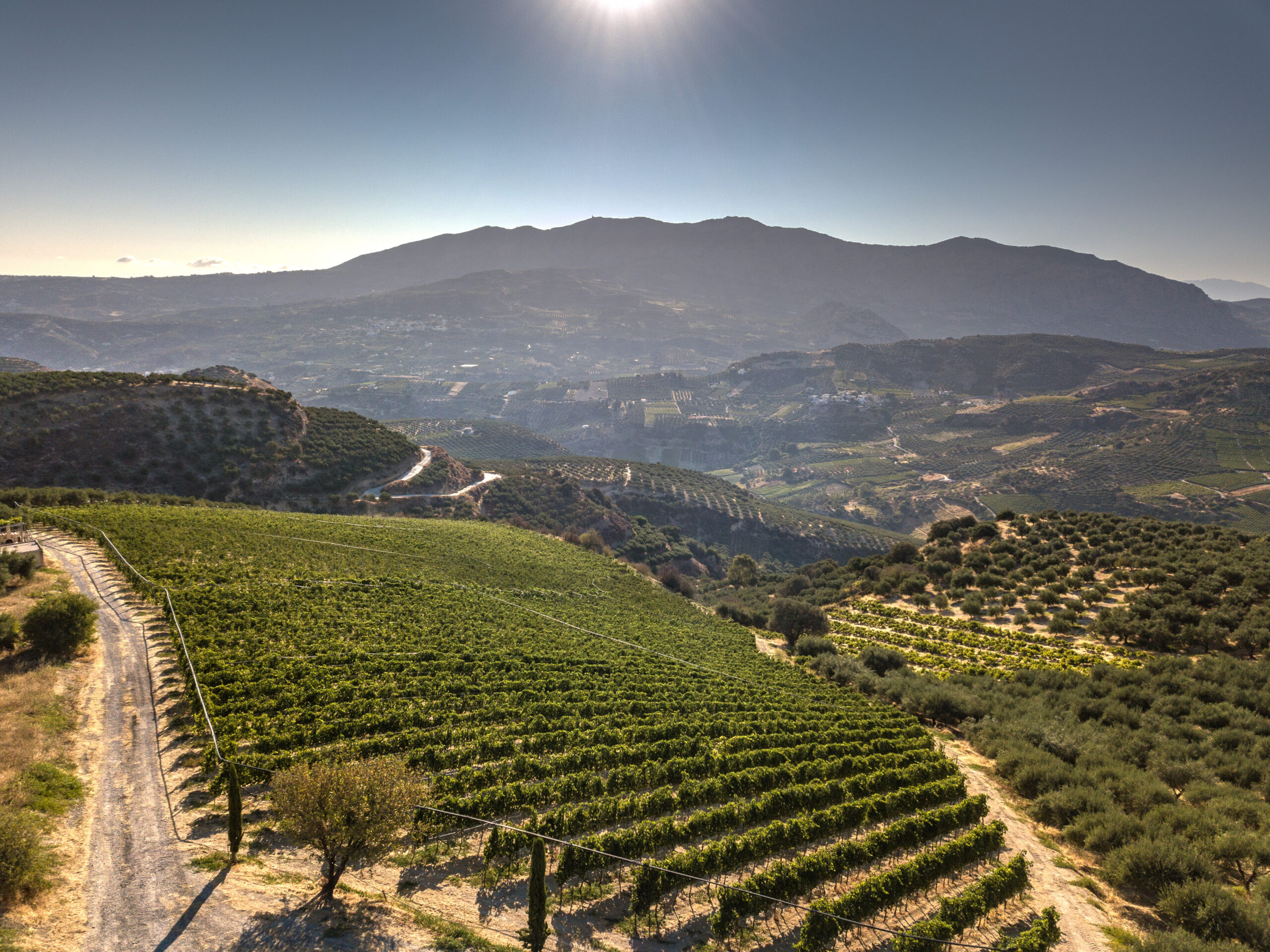 View across the vineyards in the Dafnes wine region of Crete.
