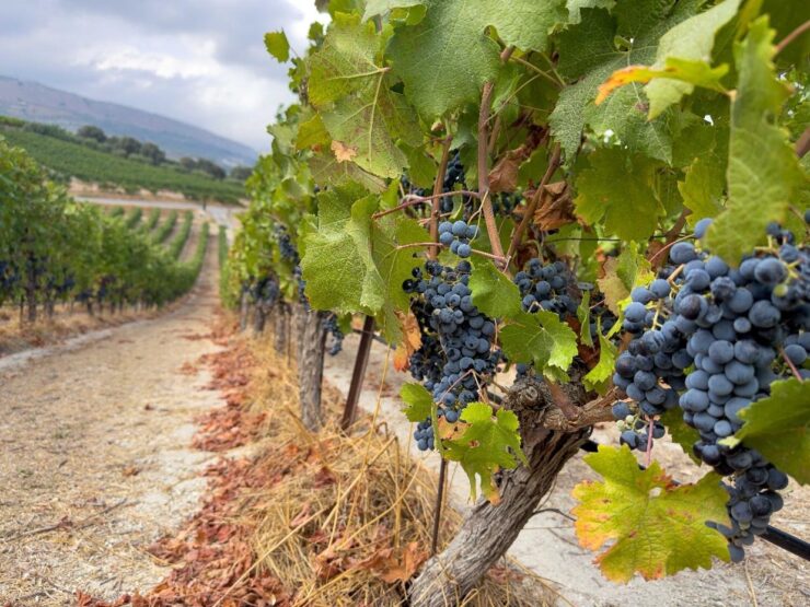 Grapevines growing at Douloufakis Winery in the Dafnes wine region of central Crete.