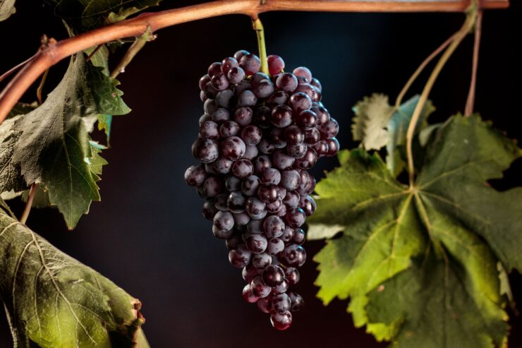 Close-up of a cluster of Liatiko grapes, a native red grape variety from Crete.