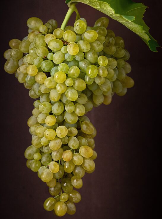 Close-up of a cluster of Vidiano grapes, a native white grape variety from Crete.