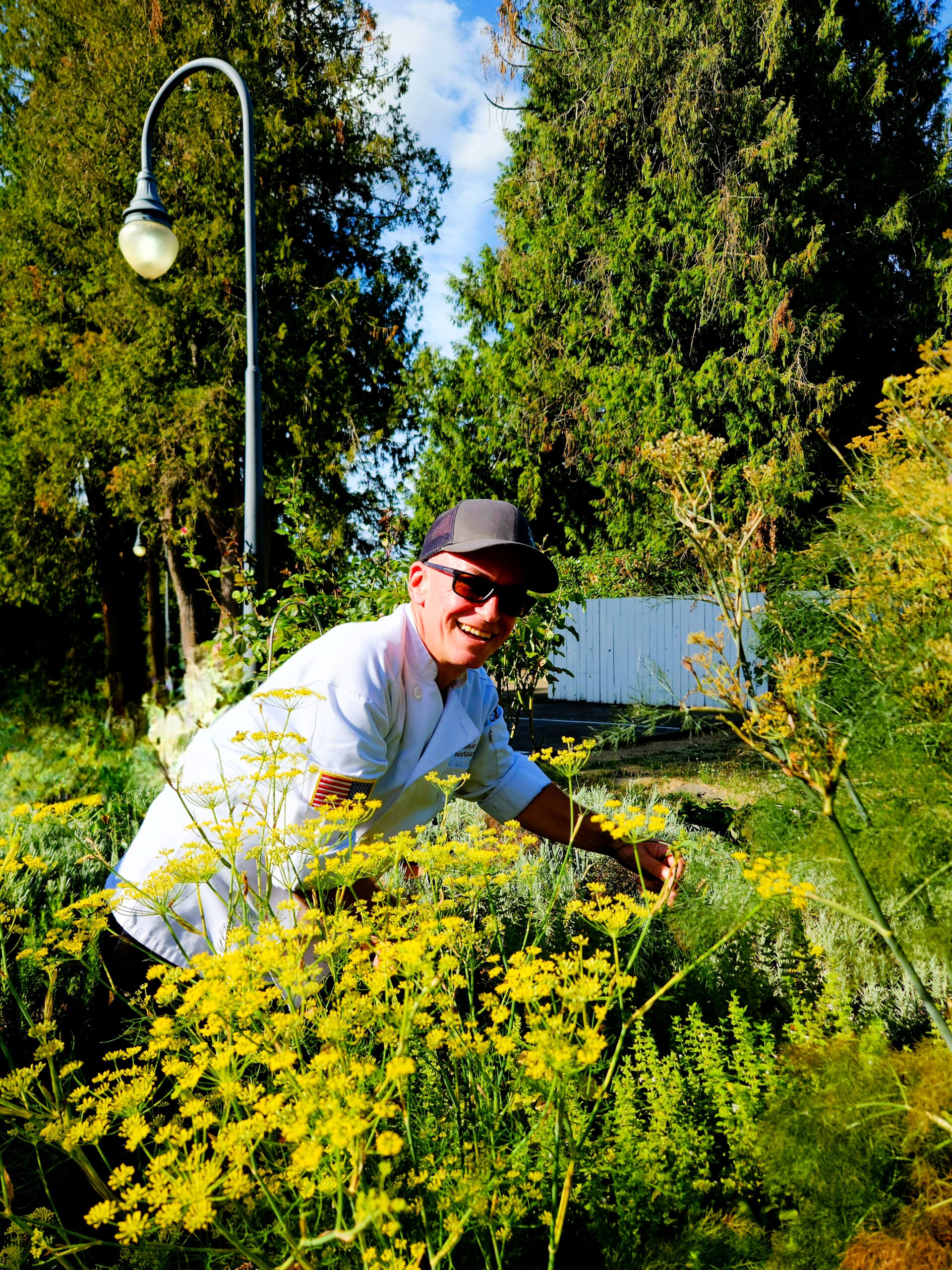 A chef in a garden picking herbs in the afternoon sunshine.