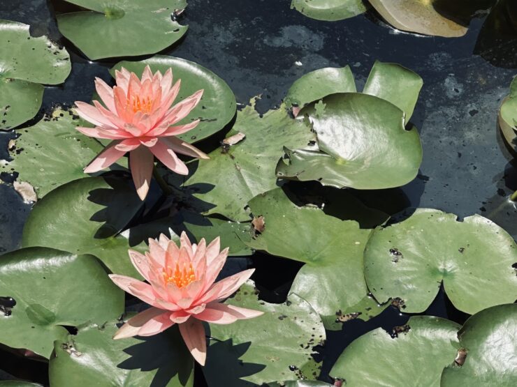 Water Lilies at Beitou Hot Springs for wellness and well-being