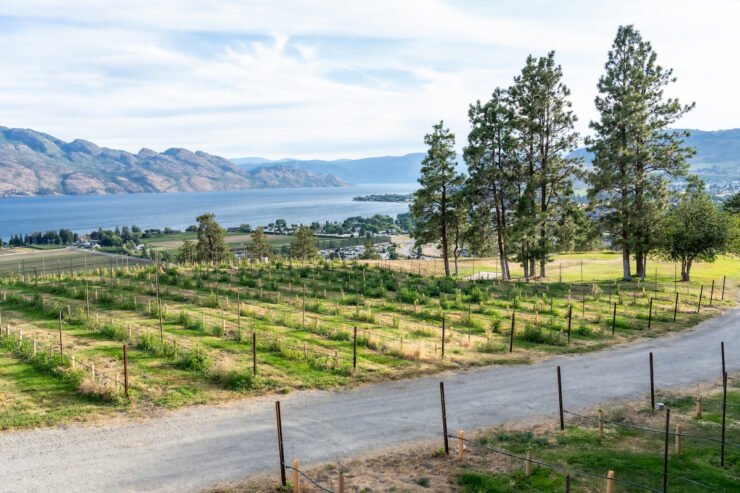 Vinyards at Mission Hill Family Estate
