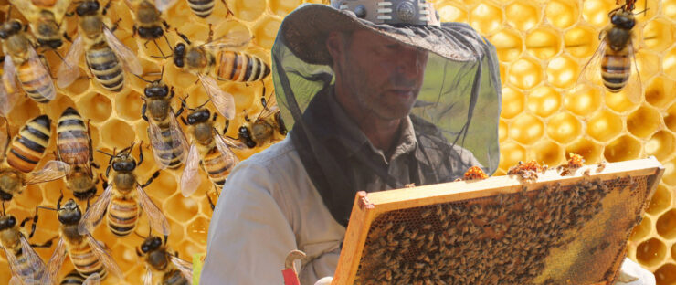 Hugo Bonjean is looking at bees and honey taken from a hive, with a background of bees and honey.
