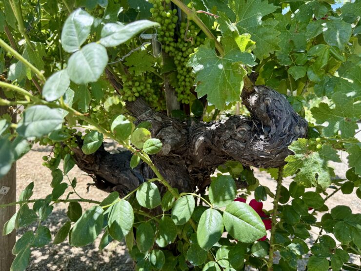 Ancient vines at have beautiful knots, testifying to their age.