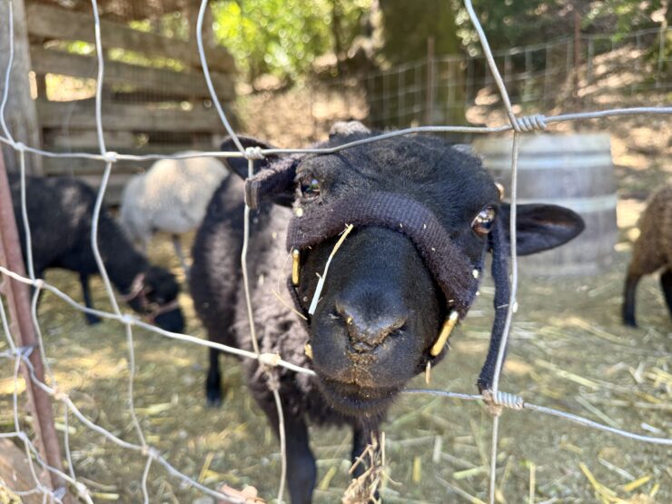 Tres Sabores uses goats and lambs to graze in their vineyards as part of their regenerative agriculture practices.