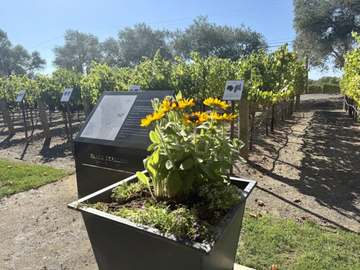 Sunflowers brighten the scene at Black Stallion Estate Winery's tasting room on the Silverado Trail.