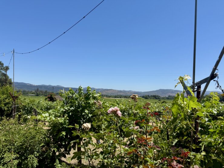 Ancient grape vines growing over the Napa Valley at Tres Sabores