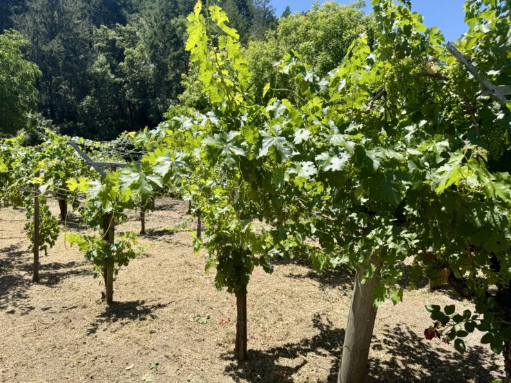 Dry-farmed Cabernet Sauvignon Vines at Tres Sabores