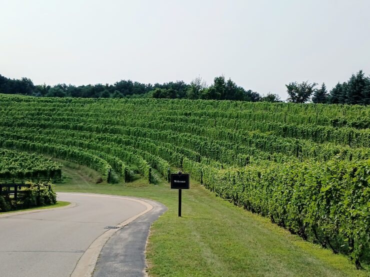 Amphitheater vineyard curving around a road