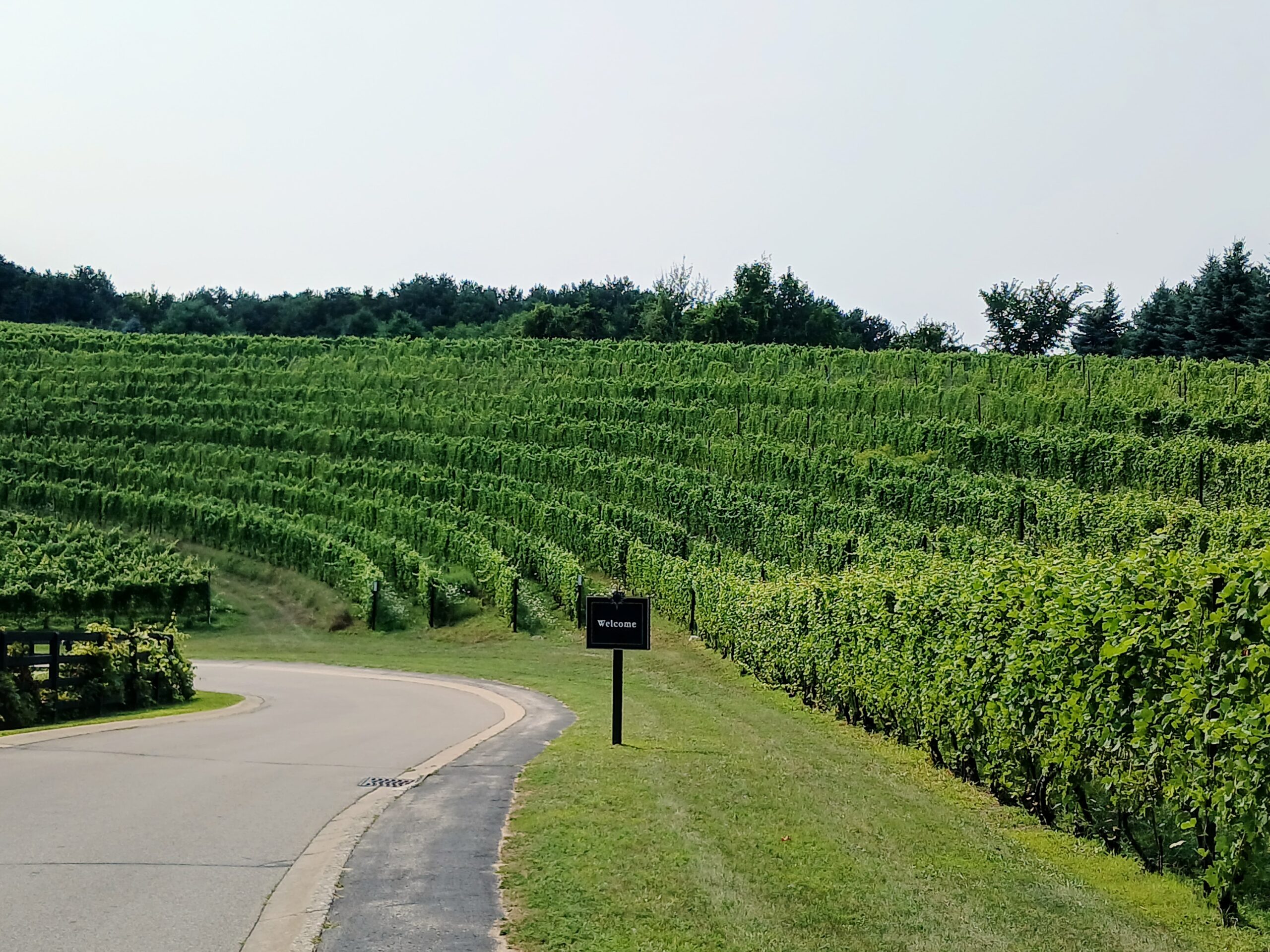 Amphitheater vineyard curving around a road