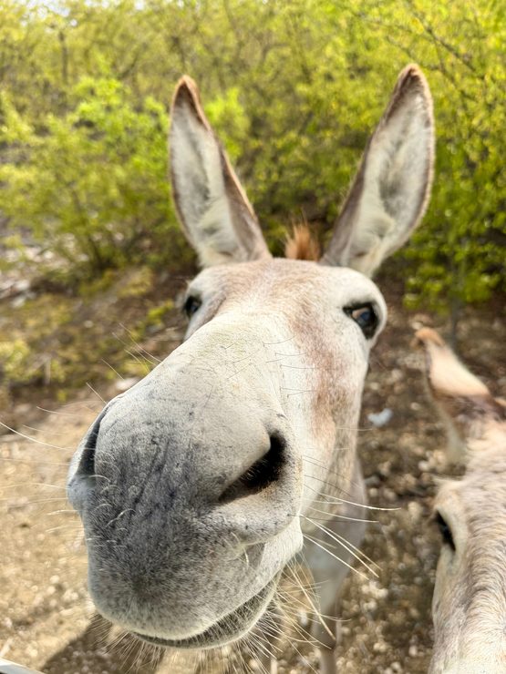 Feral donkey Bonaire
