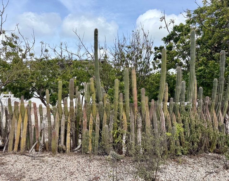 Yatu cactus fence
