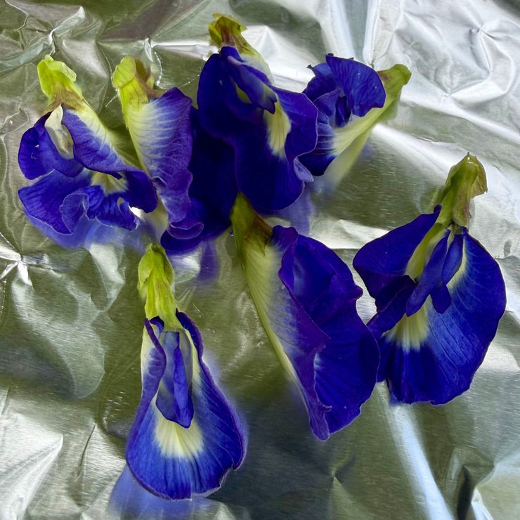 Clitoria ternatea 